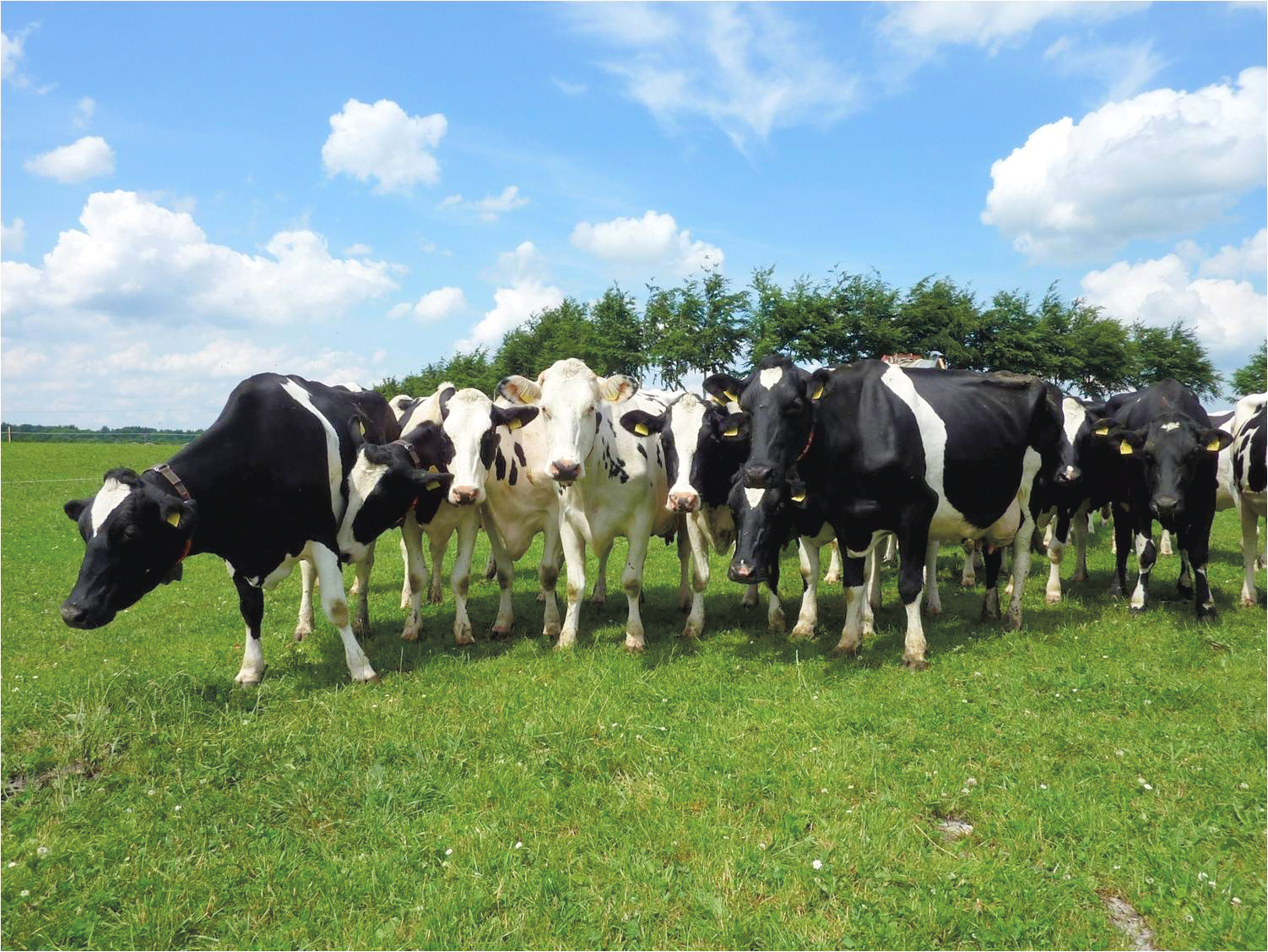 Wie sieht die Zukunft der Tierhaltung in NRW aus? Darum geht es beim Agrarforum. Foto: FH SWF