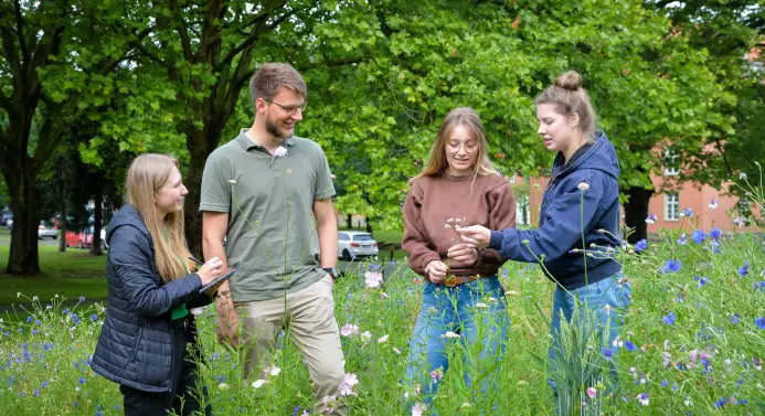 Vier Studierende stehen in einer Wildblumenwiese.