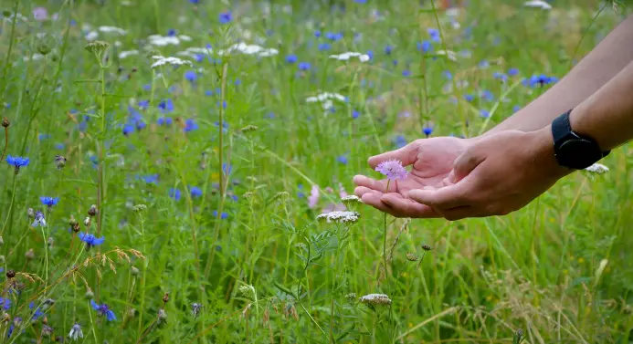 Hände vor Blumenwiese