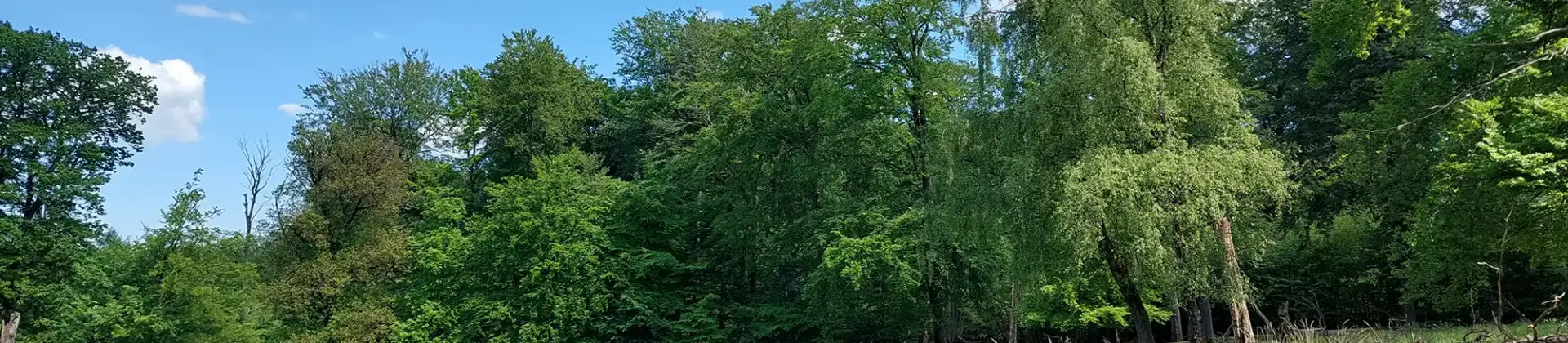 Foto von einem Wald mit grün belaubten Bäumen