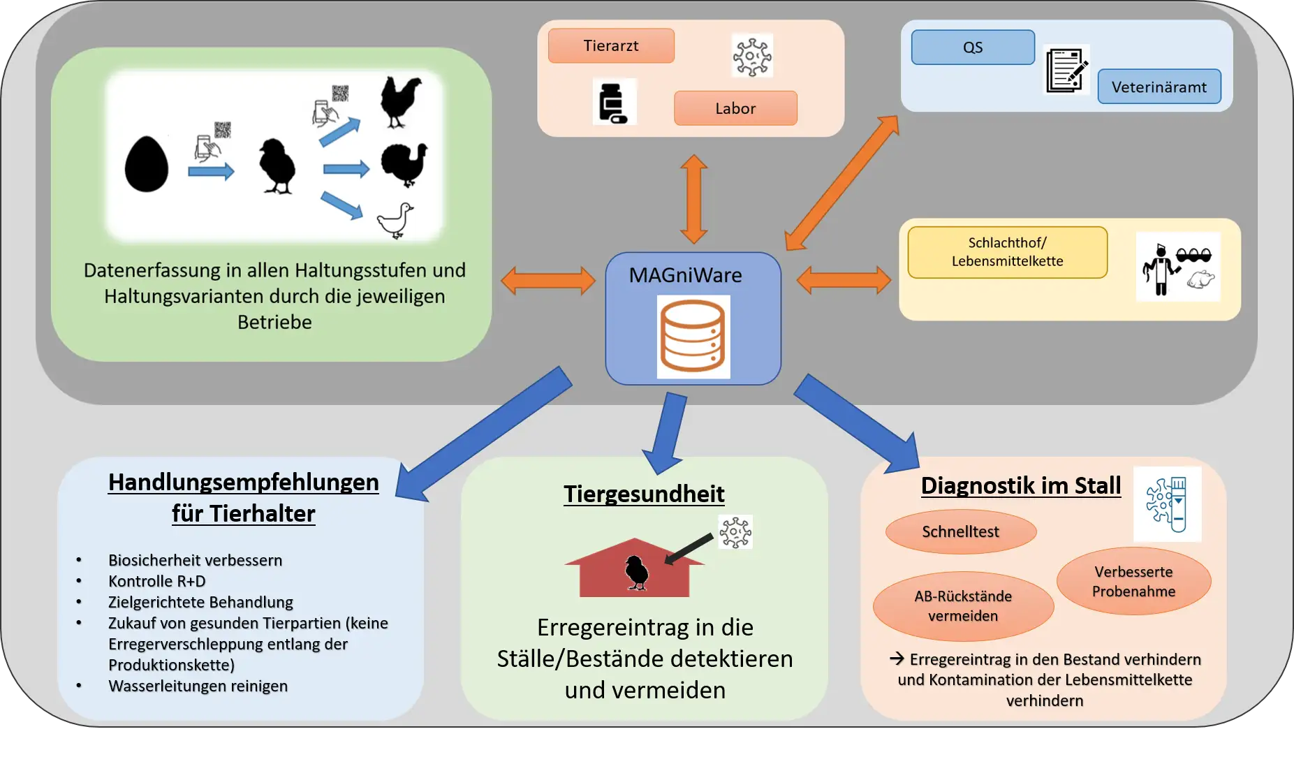 Das Bild zeigt im oberen Bereich die Vernetzung der beteiligten Akteur*innen und den Datenaustausch durch die MAGniWARE. Dies beinhaltet neben den verschiedenen Stufen in der Geflügelhaltung (Brütereien, Kükenaufzucht, Mast oder Legehennen und Schlachter) auch die Tierärzte, Labore und QS und Veterinärämter. Im unteren Bereich ist der Output durch die MAGniWARE gezeigt. Aus der MAGniWARE lassen sich langfristig Handlungsempfehlunge für Tierhalter*innen ableiten, die Tiergesundheit wird verbessert und die Diagnostik im Stall optimiert.