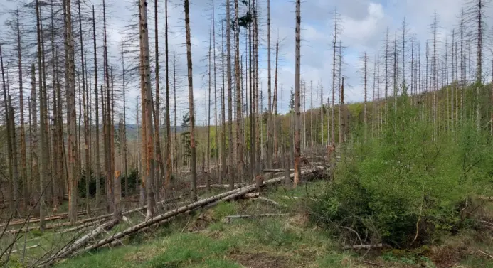 Geschädigter Wald am Möhnesee