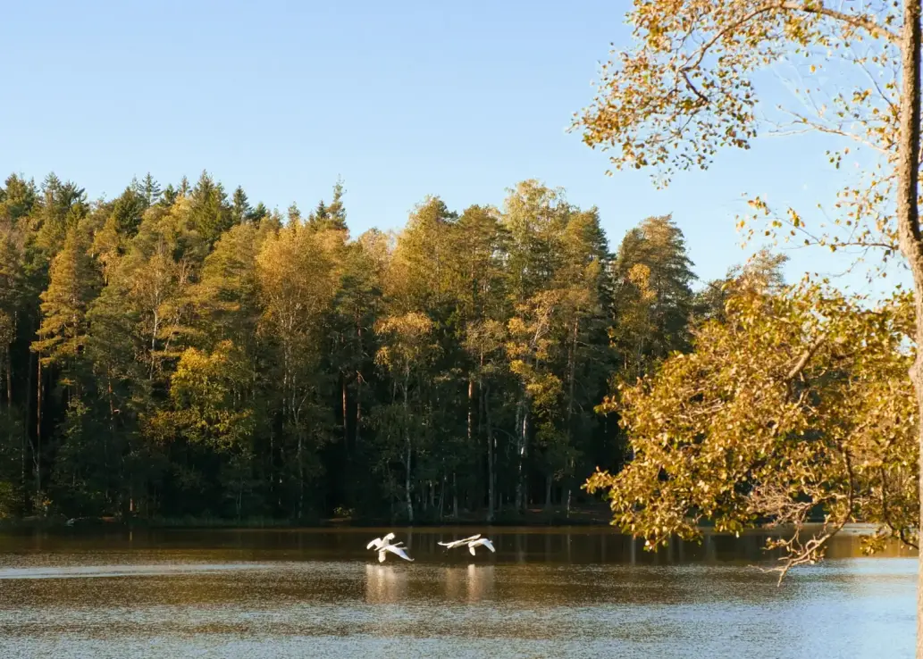 Vier Schwäne fliegen über einem See.