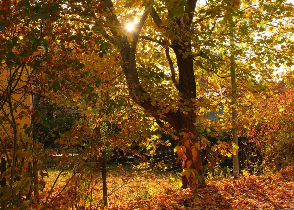 Ein Baum im herbstlichen Sonnenuntergang.