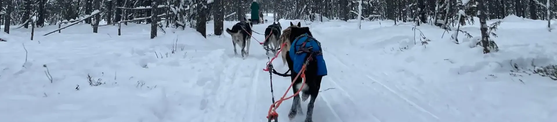 Schlittenhunde sind vor einen Schlitten gespannt und laufen durch einen verschneiten Wald.