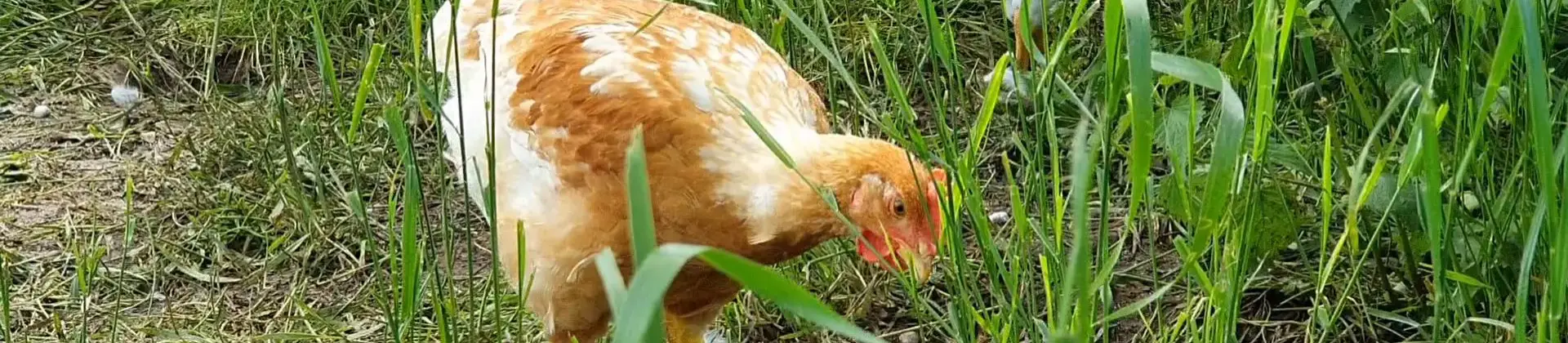 Huhn im Gras