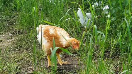 Huhn im Gras